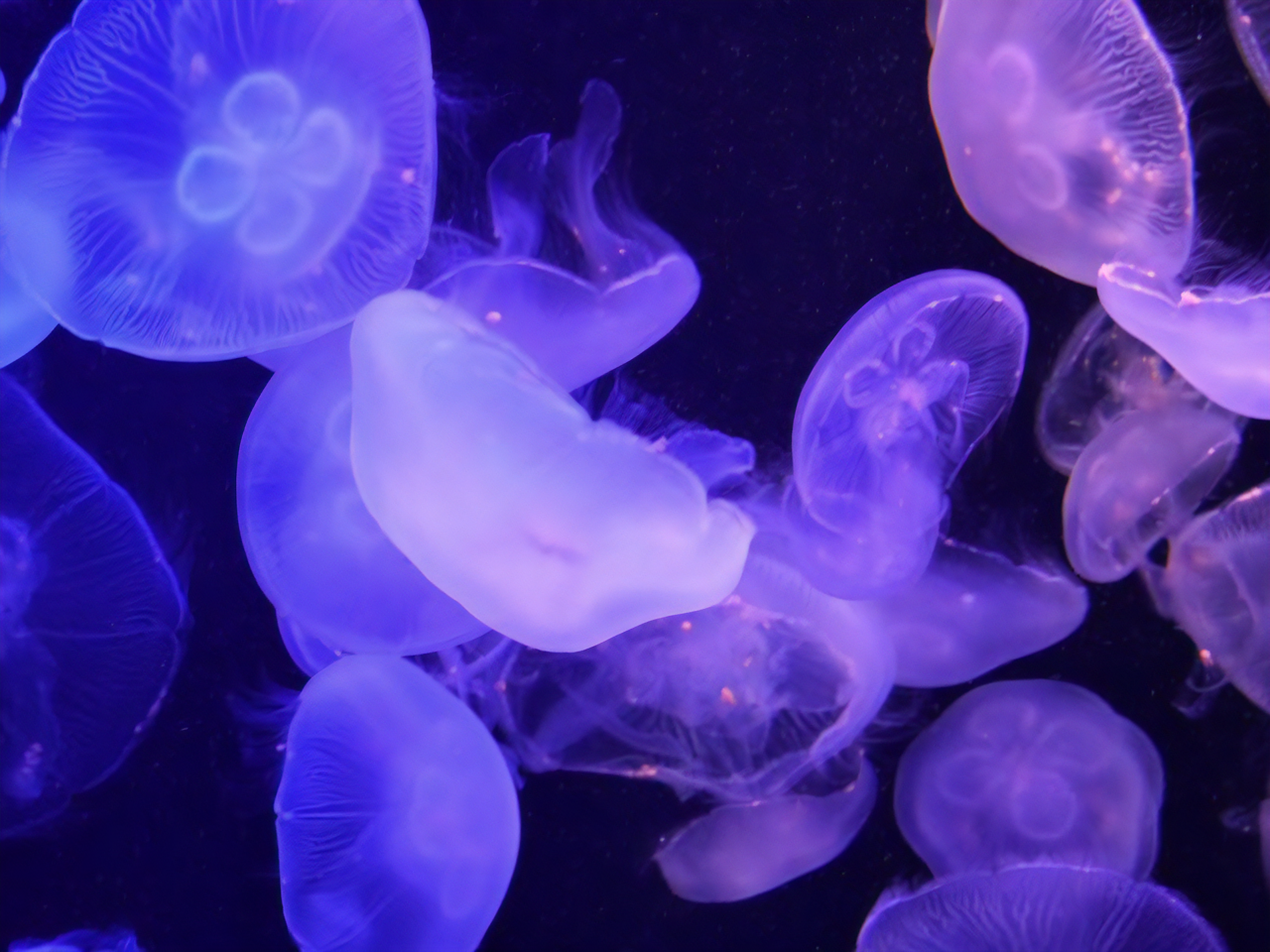 マリンワールド海の中道