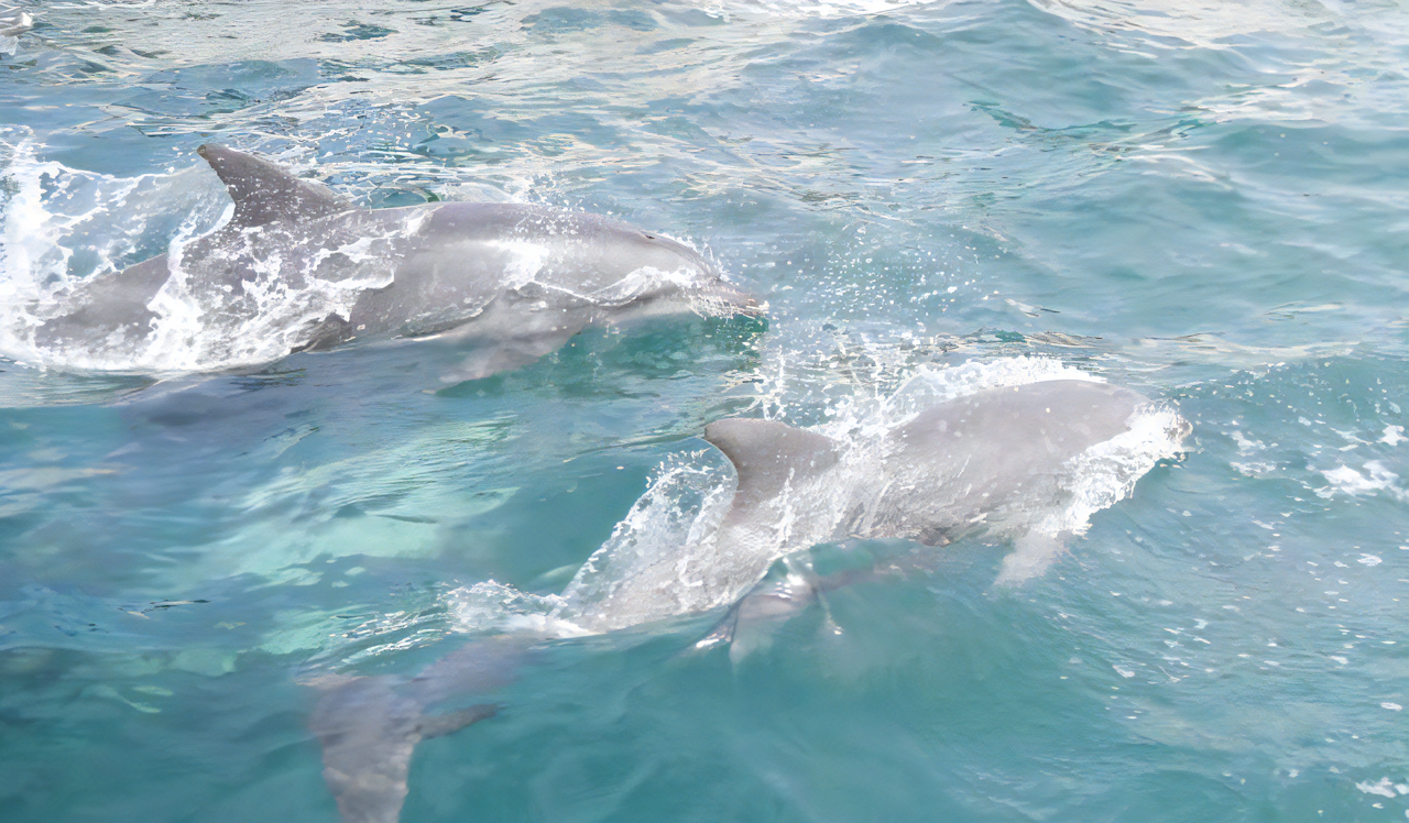 イルカウォッチング