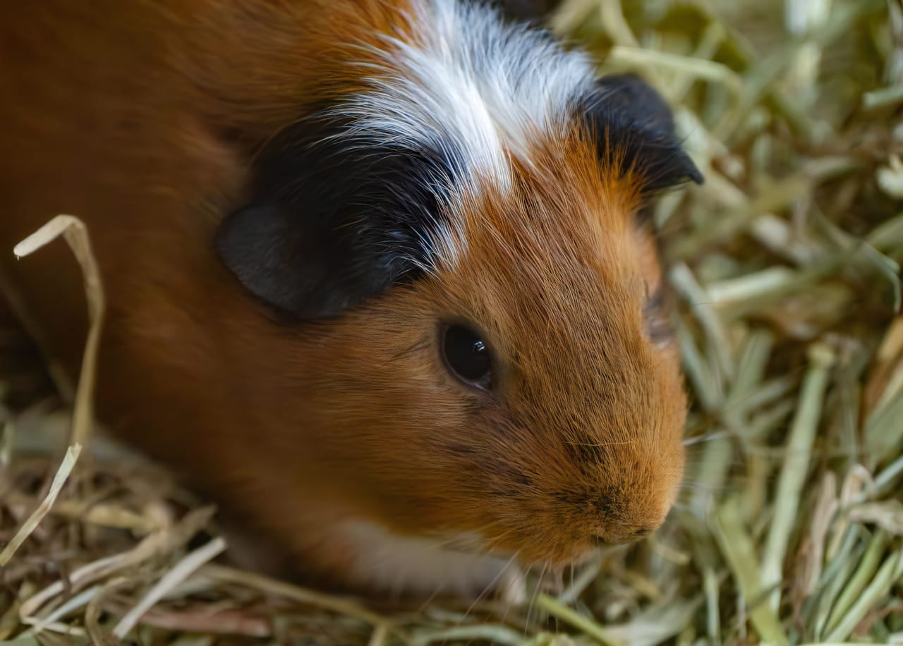 大牟田市動物園