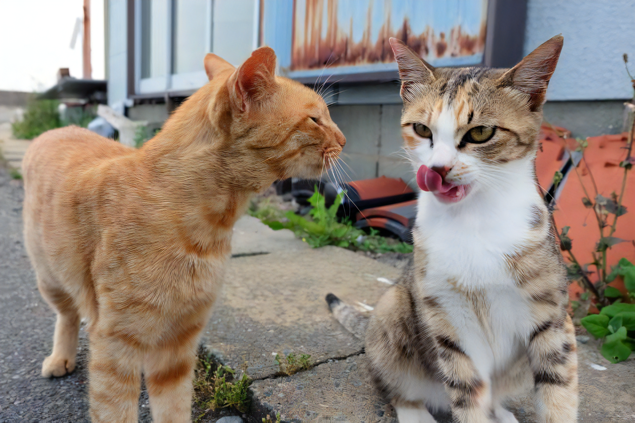 相島の猫