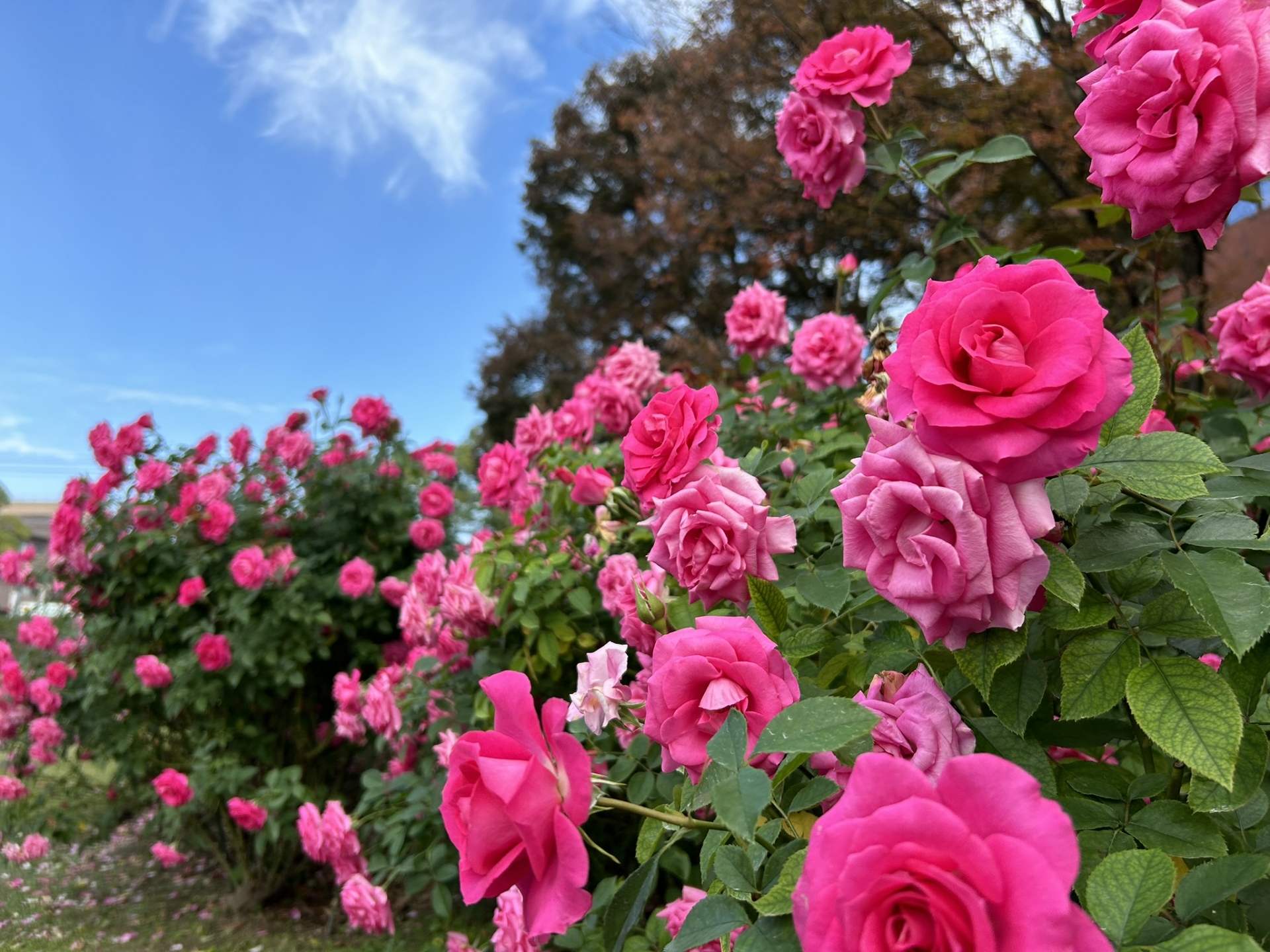 石橋文化センターバラ園